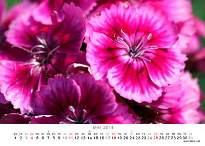 Mai Foto vom 2cam.net Fotokalender 2014