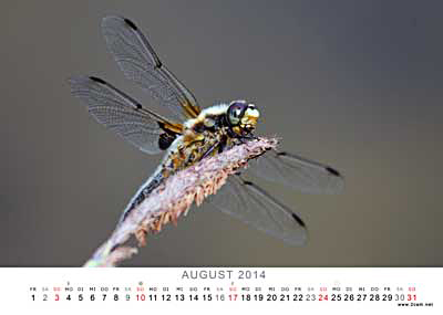 August Foto vom 2cam.net Fotokalender 2014