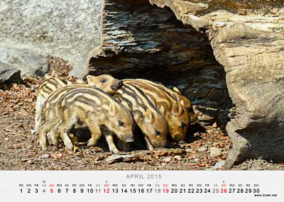 April Foto vom 2cam.net Fotokalender 2015