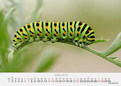 Juni Foto vom 2cam.net Fotokalender 2015